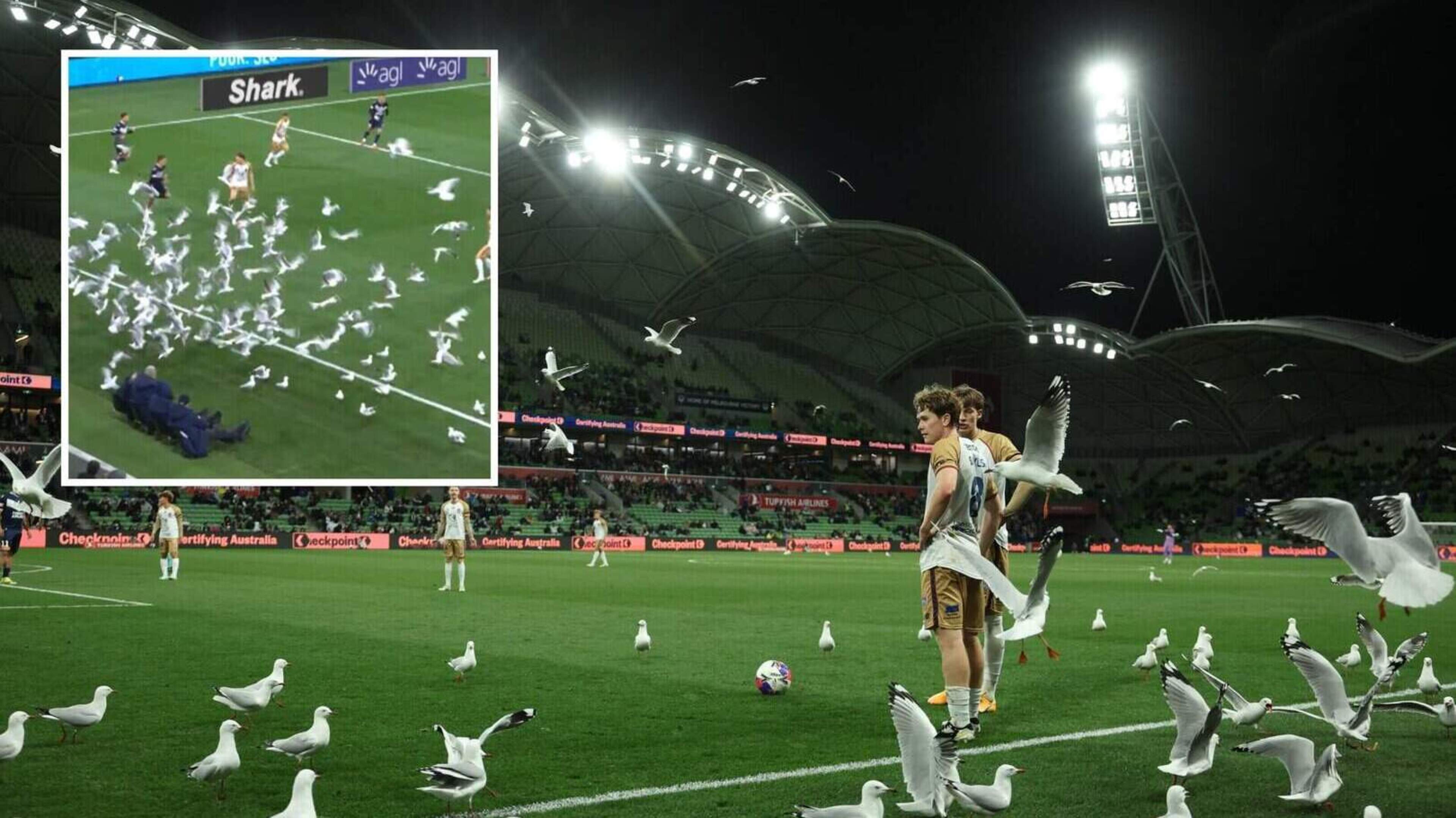 VIDEO Gigantische zwerm meeuwen landt in Australisch stadion: voetballers reageren opvallend